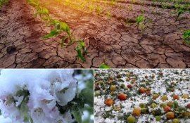 Почему аграрии не спешат приобрести страховой полис - agroexpert.md