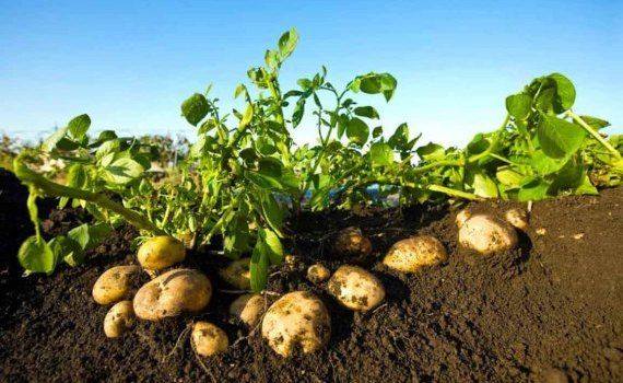 Фунгицид Zorvec Entecta против фитофтороза картофеля - agroexpert.md