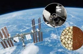 ФАО и МАГАТЭ семена растений отправляют в космос - agrjexpert.md   