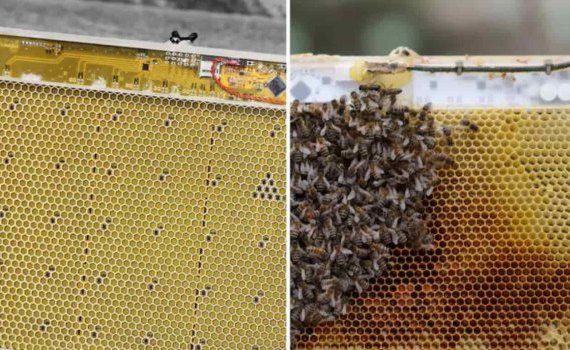 Роботизированные соты защищают пчел от холода - agroexpert.md