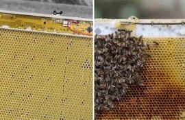 Роботизированные соты защищают пчел от холода - agroexpert.md