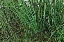 Быстрый тест на устойчивость сорняков к гербицидам разработали в Китае - agroexpert.md