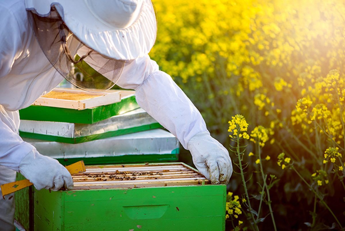 calendarul apicultorului - agroexpert.md
