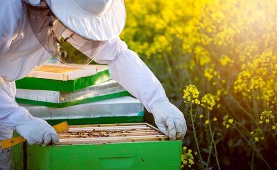 calendarul apicultorului - agroexpert.md