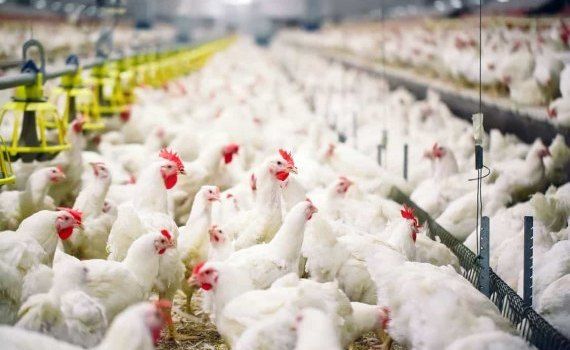 Топ-5 крупнейших в мире компаний производителей мяса птицы - agroexpert.md
