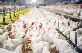 Топ-5 крупнейших в мире компаний производителей мяса птицы - agroexpert.md