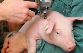 Франция добилась прогресса в создании вакцины от АЧС - agroexpert.md