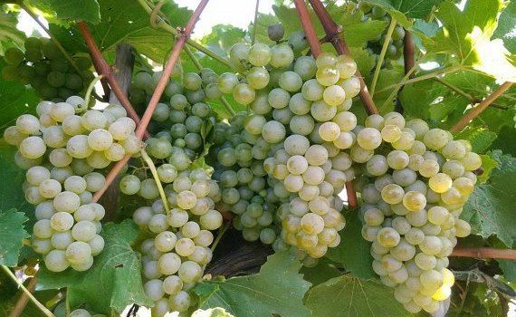 Молдавские сорта винограда и вин покорившие мир - agroexpert.md   