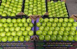 mere export Suedia - agroexpert.md