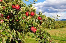 schimbări climatice, dăunători - agroexpert.md