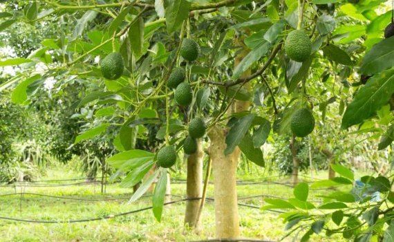 Мониторинг болезни авокадо доверен пчелам