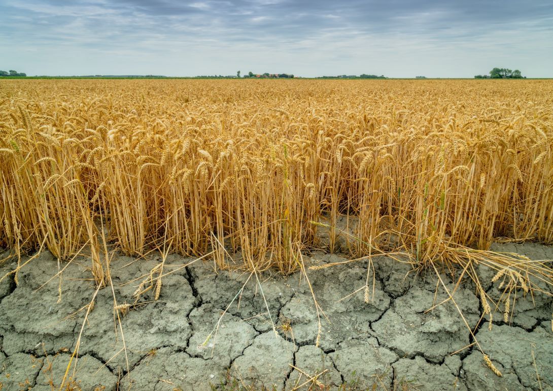 Bloomberg сообщает о риске дефицита пшеницы на мировых рынках - agroexpert.md