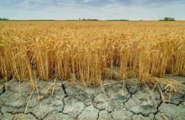 Bloomberg сообщает о риске дефицита пшеницы на мировых рынках - agroexpert.md