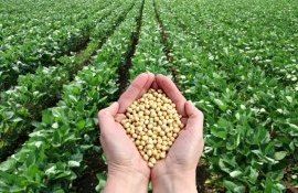 Аргентина вводит специальный обменный курс для «соевого доллара» - agroexpert.md