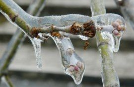 îngheț culturi cod galben - AgroExpert.md