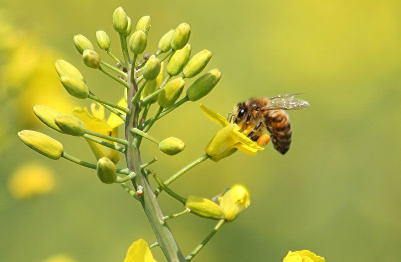 culesul la rapiță apicultură - agroexpert.md