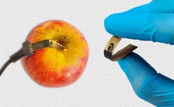 Бумажные датчики для тестирования овощей и фруктов на пестициды - agroexpert.md