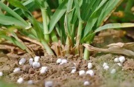 Азотная стабилизация позволит сэкономить удобрения - agroexpert.md