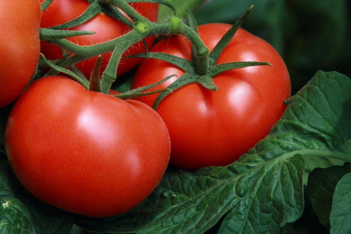 Израильские ученые разрабатывают устойчивые к засухе томаты - agroexpert.md
