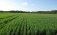 Как сочетать листовые подкормки для пшеницы с пестицидами - agroexpert.md