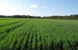 Как сочетать листовые подкормки для пшеницы с пестицидами - agroexpert.md