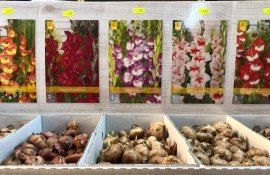 flori UE vânzări - AgroExpert.md