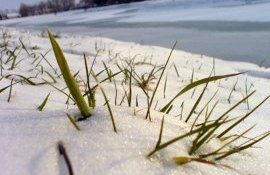 culturi agricole condiții meteo - agroexpert.md