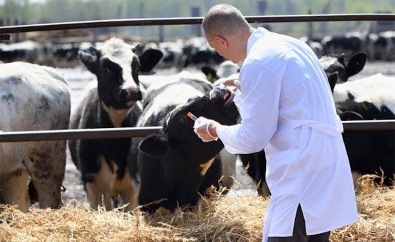 medicina veterinara - agroexpert.md