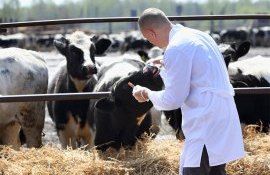 medicina veterinara - agroexpert.md