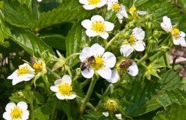 Опыление шмелями улучшает срок хранения клубники - agroexpert.md