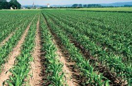 corteva cordus buruieni - agroexpert.md