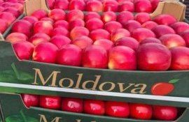 В марте 2023 экспорт молдавского яблока значительно ниже прошлых лет - agroexpert.md