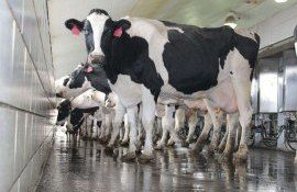 lapte producție România - AgroExpert.md