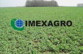 Прошли заморозки и нужно рапс вывести из стресса - agroexpert.md