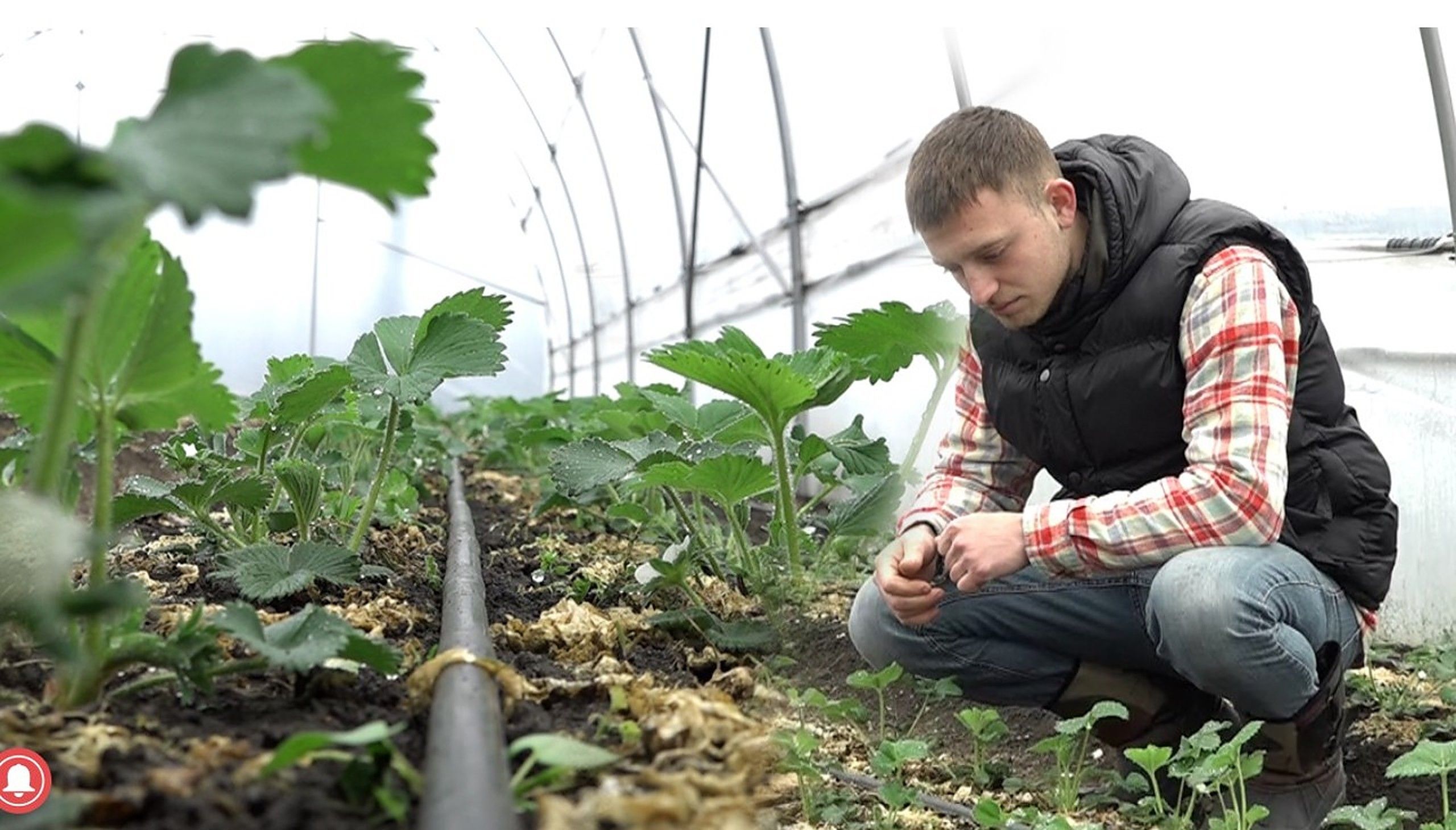 căpșuni afacere Sîngerei - AgroExpert.md