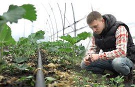 căpșuni afacere Sîngerei - AgroExpert.md