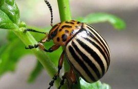Новый инсектицид против колорадского жука - agroexpert.md