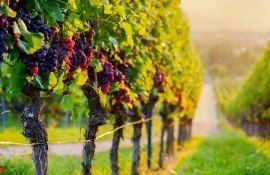 viță de vie suprafață defrișări - agroexpert.md