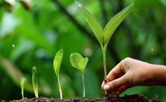 Применение стимуляторов роста требует понимания физиологии растений - agroexpert.md