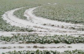 Мощная защита рапса после заморозков - agroexpert.md