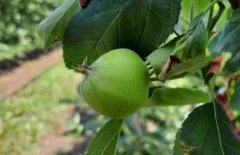 Умные опрыскиватели не обязательно сокращают расход гербицидов - agroexpert.md