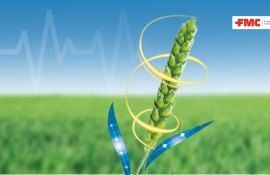 Skyway Duo - sănătate până în vârful spicului și spor de producție - agroexpert.md