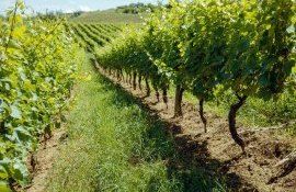 Vinăriile din Moldova - agroexpert.md