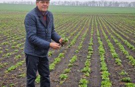 semințe zahăr producțițe - AgroExpert.md