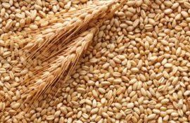 Скоро ли Европа будет купаться в зерне - agroexpert.md