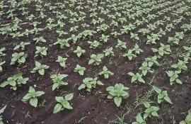 Какая оптимальная ширина междурядья подсолнечника - agroexpert.md