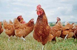 Франция и США проводят тестирование вакцин против птичьего гриппа - agroexpert.md   