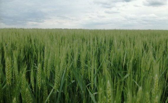 grâu prognoze recoltă - AgroExpert.md