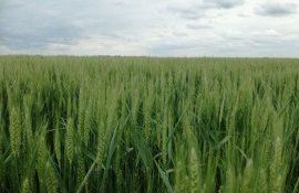 grâu prognoze recoltă - AgroExpert.md