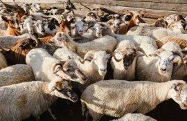 ovine caprine fermieri - AgroExpert.md